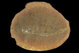 1.9" Fossil Shrimp (Kallidecthes) Pos/Neg - Illinois - #120720-2